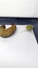 الترند علي طريقه الحشرات | Trending on the way of insects 