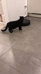 Cat Mistakenly Turns its Back on the Robo Vacuum