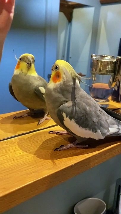 Cute Parrot Plays Peekaboo