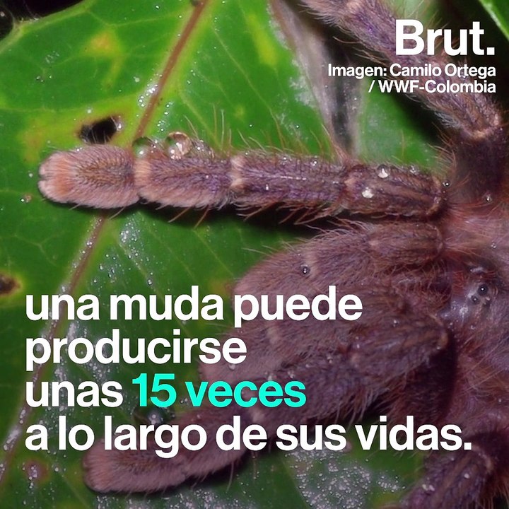 Así muda de piel una tarántula  