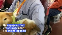 Japon: à quatre pattes et en quatrième vitesse