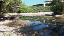 Denuncian descargas de aguas negras en el río Pitillal | CPS Noticias Puerto Vallarta