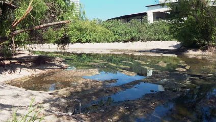 Video herunterladen: Denuncian descargas de aguas negras en el río Pitillal | CPS Noticias Puerto Vallarta