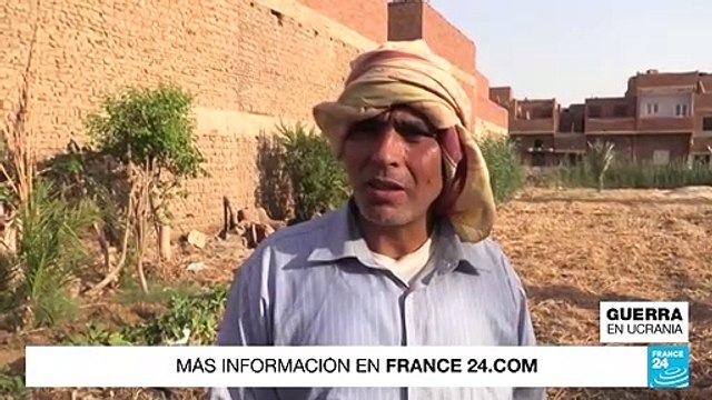 La estrategia de Egipto para eludir las importaciones de trigo, ante la inflación