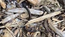 Asian jumping worm wriggles around in mulch