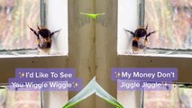 'Funny bumblebee caught on camera going all 'wiggle wiggle' '