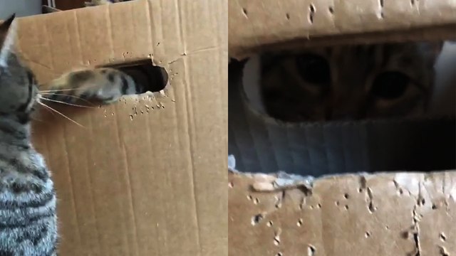 'Aggressive kitty named Poke doesn't like to get... poked! '