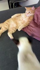 القط الحنين رزق ♥️ | Do cats really have feeling ♥️