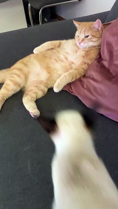القط الحنين رزق ♥️ | Do cats really have feeling ♥️