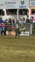 Runaway Bull in the Grandstands