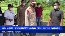 Ratusan Sapi Terserang PMK, Kapolda Babel Cek Lokasi Karantina