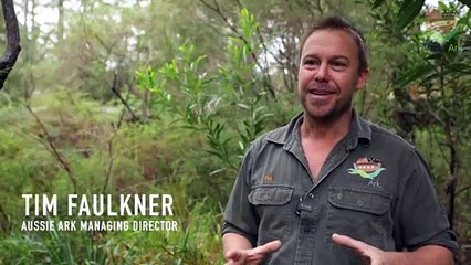 Aussie Ark quoll release 2022