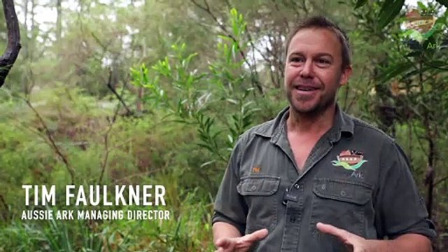 Aussie Ark quoll release 2022