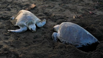 How endangered sea turtles beat the odds in Texas