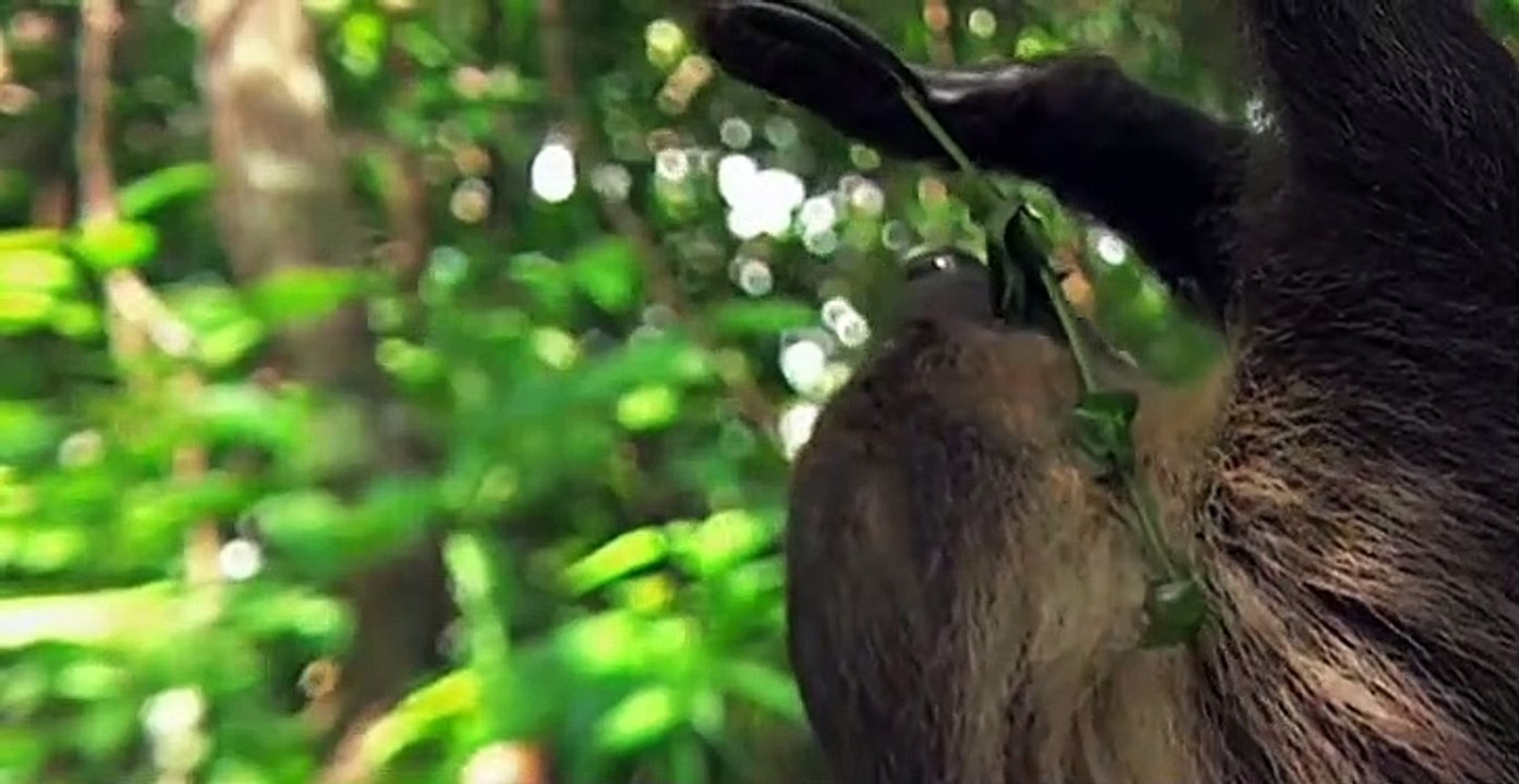 Richard E. Grants 7 Deadly Sins of the Animal Kingdom S01 E03