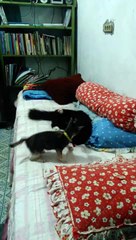 Cute Kitten Reactions While Playing