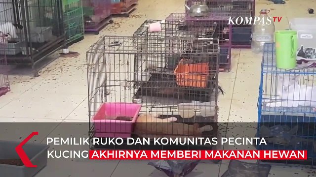 135 Kucing dan Seekor Anjing Ditemukan di Ruko di Surabaya