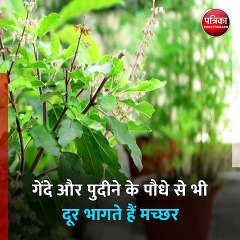 इन प्राकृतिक उपायों से मच्छर हो जाऐंगे छूमन्तर