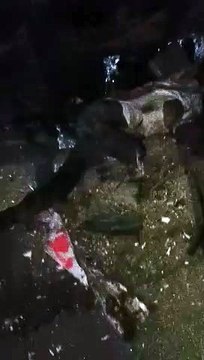 Road accident in Kota : बस ट्रेलर से टकरा अनियंत्रित होकर पलटी, चार की मौत, 15 से अधिक लोग घायल