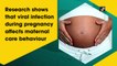 Viral infection during pregnancy affects maternal care behaviour, research shows