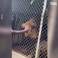 Un gardien de Zoo se fait arracher le doigt par un lion
