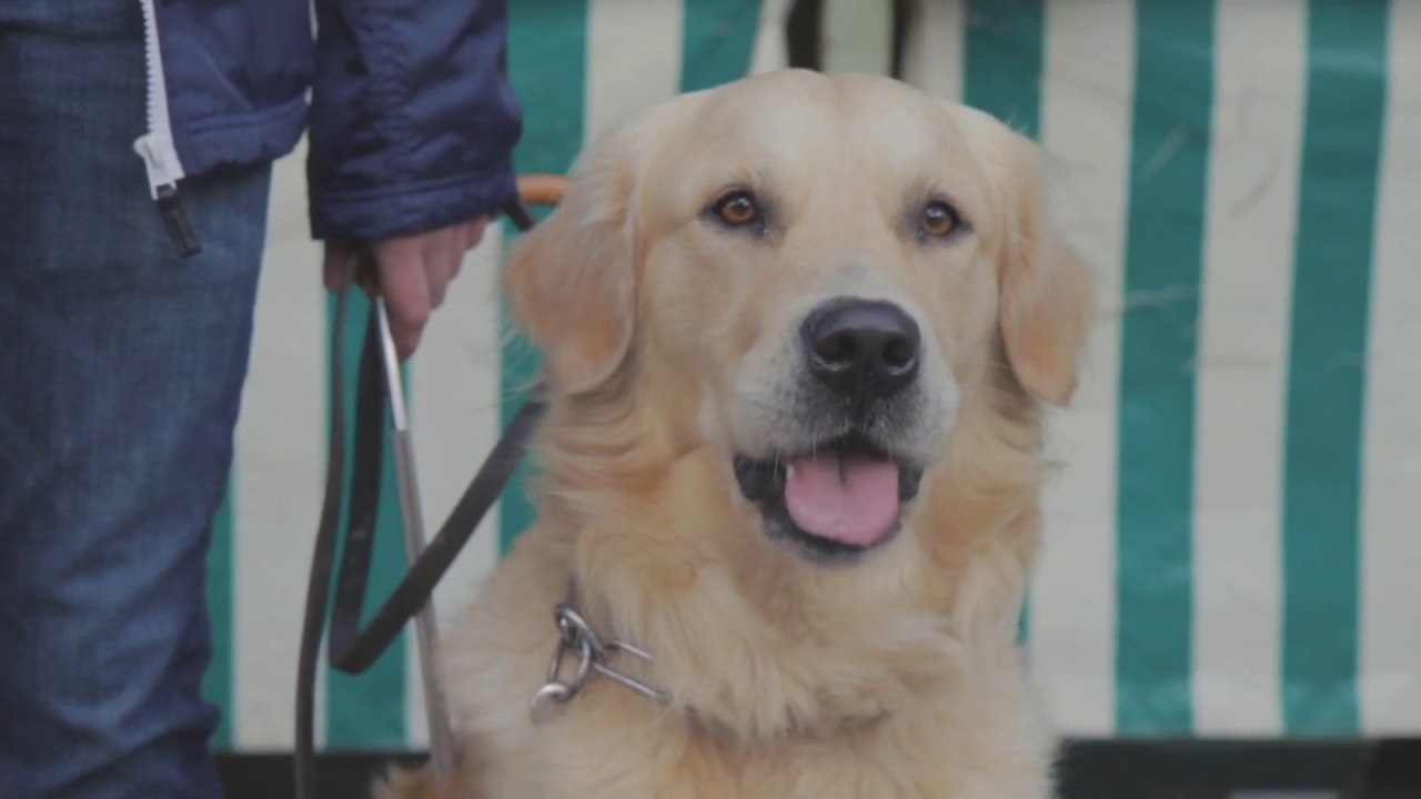 Chien d'aveugle, rêve de geek - Groland - CANAL+