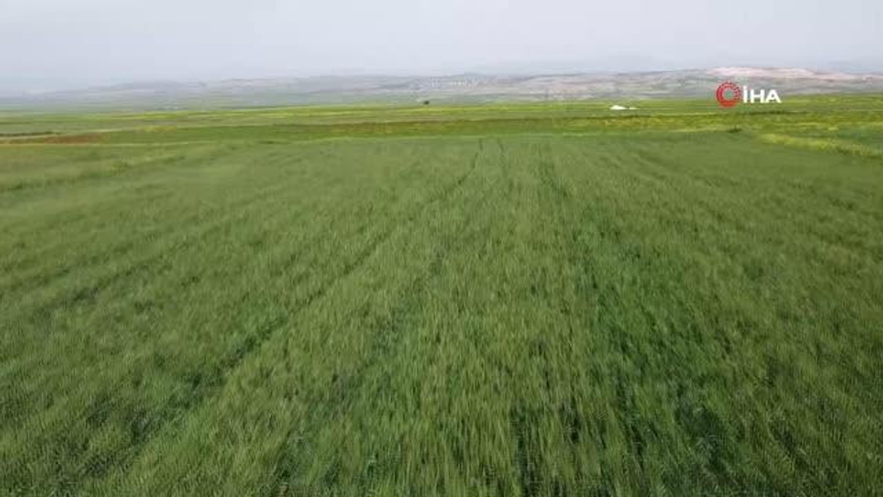 Siirtli çiftçiler buğday, kırmızı mercimek, noh...
