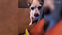 Funny Animal Videos 2022  - Funniest Dogs And Cats Videos
