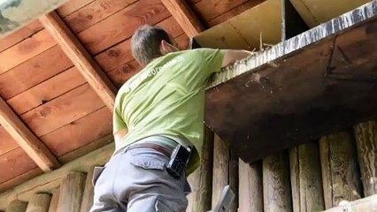 Parco Le Cornelle, nascono i piccoli di Ibis Eremita