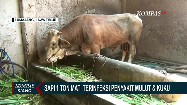 Pengobatan Tak Membuahkan Hasil, Sapi Jenis Limosin Seberat 1 Ton Mati Karena Penyakit Mulut & Kuku!