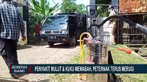 Harga Terus Turun! Peternak Sapi, Kambing, hingga Kerbau Terus Merugi Karena Penyakit Mulut dan Kuku