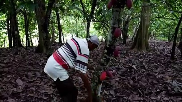 Forum économique mondial de Davos : le Premier ministre, réaffirme l’engagement de la Côte d’Ivoire à transformer son cacao