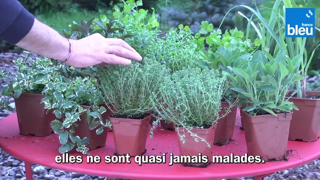 Roland Motte, jardinier : les aromatiques, des variétés très originales