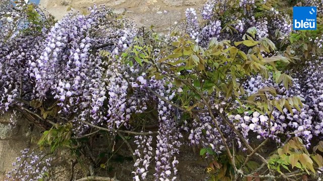 Roland Motte, jardinier : les grimpantes, feuilles, fleurs ou fruits faites-les grimper !
