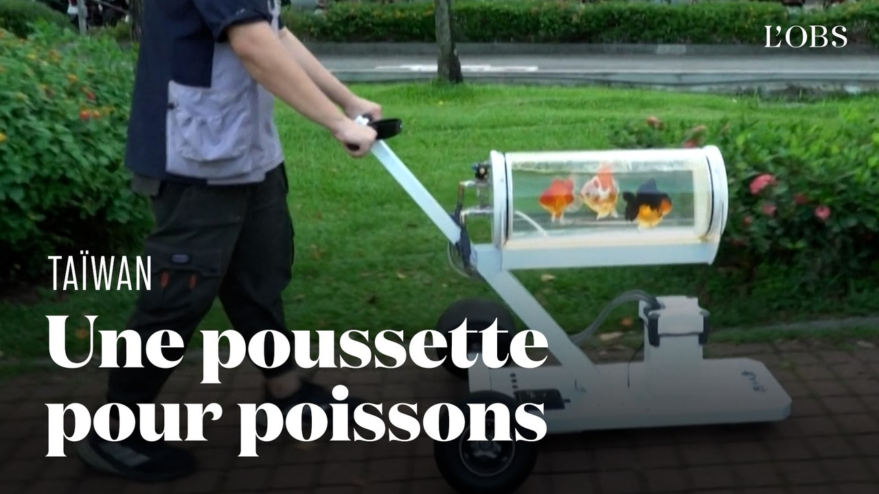 Un Taïwanais invente une poussette à poissons pour leur faire découvrir "un autre monde"