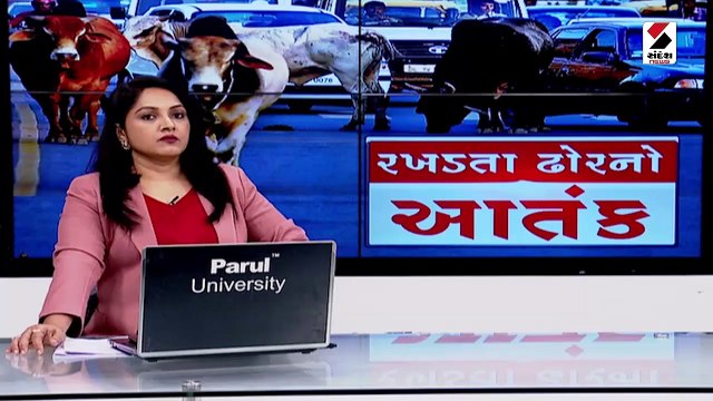 Vadodara માં રખડતા ઢોરનો વધ્યો આતંક, 10 દિવસમાં બની 4 ઘટનાઓ