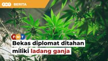 Bekas diplomat ditahan, miliki ladang hampir 100 pokok ganja