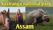 Kaziranga national park || wildlife safari || great one horned rhino || Elephant safari #wildlife
