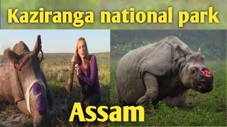 Kaziranga national park || wildlife safari || great one horned rhino || Elephant safari #wildlife