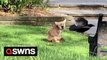 Cheeky crow annoys fox by repeatedly pecking at its bum as it enjoys the sun