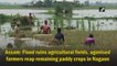 Assam: Flood ruins agricultural fields, agonised farmers reap remaining paddy crops in Nagaon