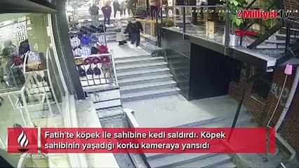 Köpek ve sahibini korkutan kedi saldırısı