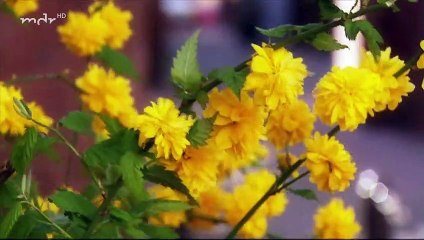 Rote Rosen Folge 598