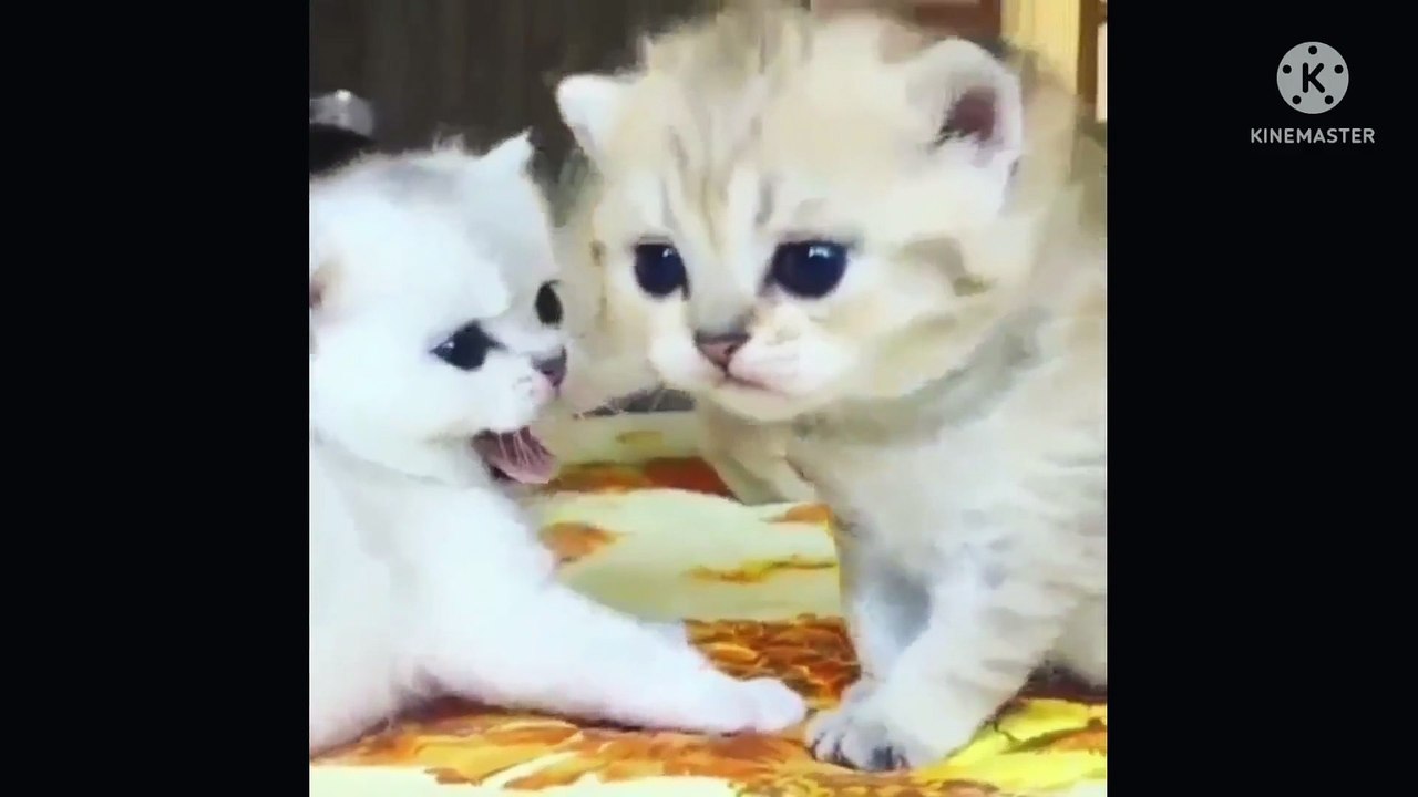 lovebabykittenfunnyvideo, cute cat funny video,