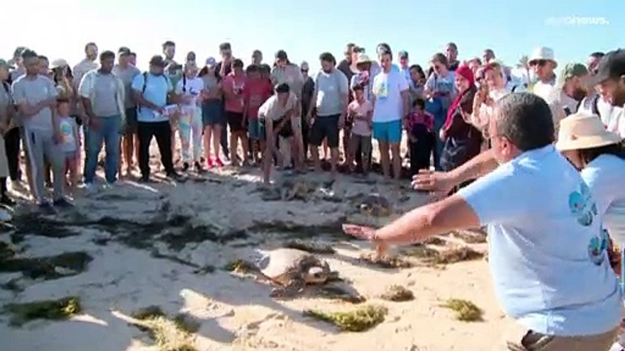 Meeresschildkröte Marwa mit GPS auf dem Panzer in die Freiheit