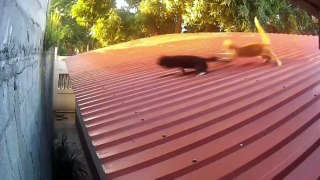 cool and cute cat compilation - super cat part 2 ( kucing lucu dan keren )