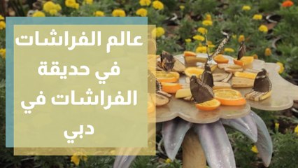 عالم الفراشات في حديقة الفراشات في دبي