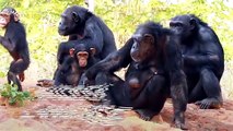 Chimpanzees Have a Secret Language Humans Never Knew About