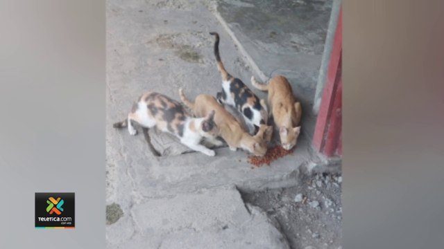 tn7-catrix-campaña-de-castracion-de-gatos-puntarenas-240522