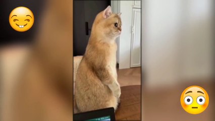 NEW FUNNY VIDEO || YOU CANT STOP AFTER WATCH THIS || NEW FUNNY CAT || NEW FUNNY DOG VIDEO || CHALLENGE